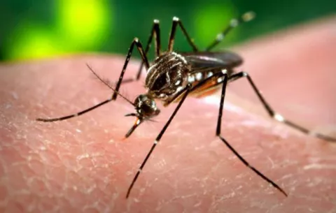 Alerta sanitaria en la India tras confirmar 29 nuevos casos del virus zika