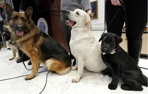 El labrador retriever es el perro preferido entre la mayoría de los estadounidenses