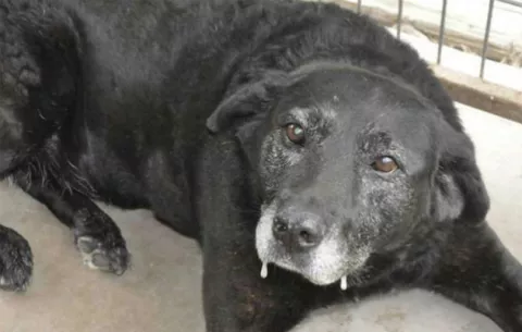 Perrita recorre 50 kilómetros para regresar a su casa y la rechazan