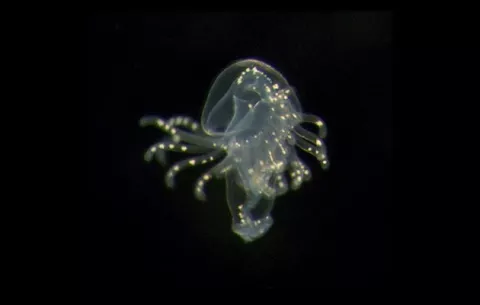 Ocho nuevas especies de foronídeos son encontradas en agua de Panamá