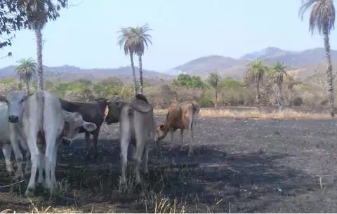 Se incendian más de 2 mil hectáreas de masa vegetal en Las Huacas