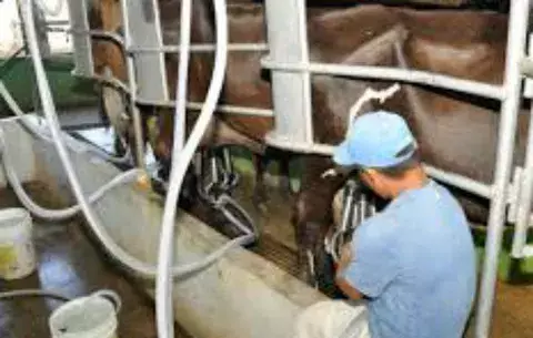 Productores de leche pierden dinero y no reciben subsidios a tiempo
