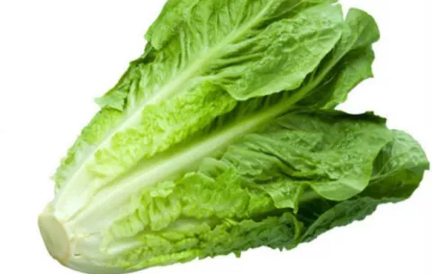 Panamá suspende importación de lechuga de EE.UU. por brote de Escherichia coli