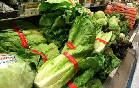 Panamá ha importado 8,904 quintales de lechuga romana en 2018