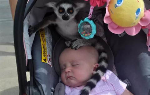 Lemur listo: Se pensaba escapar del zoo escondido con un bebé
