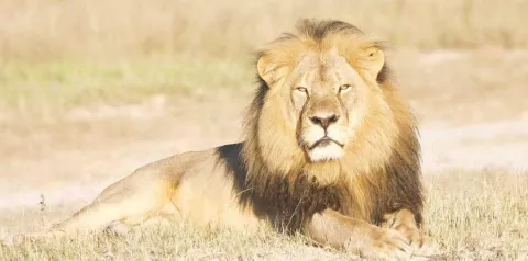 León vuelve a escapar de parque sudafricano 