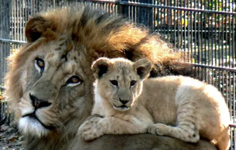 Un león mata a su dueño en un zoológico privado sin permisos