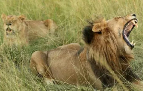 Cazador muere por ataque de elefante y sus restos son devorados por leones