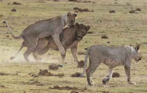 León escapa de una reserva, es abatido y hiere a una persona
