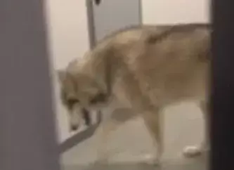 Temor en Socchi: lobo se pasea por la Villa Olímpica