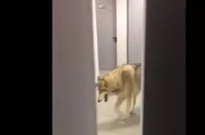 Video Sochi: COI se ríe de broma sobre lobo en Villa Olímpica