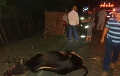 Tres heridos al impactar auto con un buey en Los Santos
