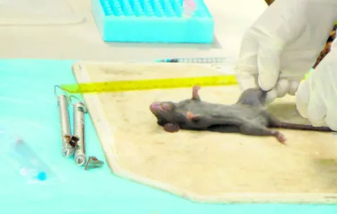 Minsa intensifica vigilancia epidemiológica por hantavirus