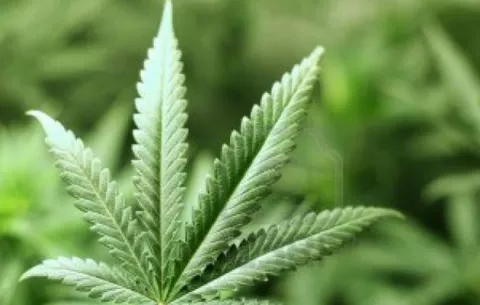 Crean lubricante vaginal a base de Marihuana 