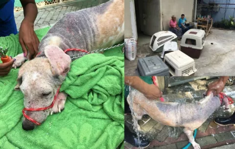 Maltrato animal en Panamá se incrementa a pesar de ley que castiga esa conducta