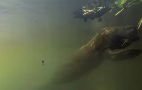 Manatí, una especie carismática y desconocida por los panameños