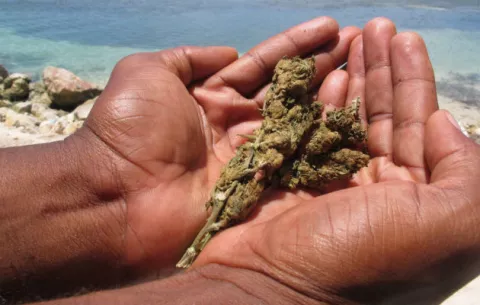 Colombianos aumentan su consumo de marihuana y reducen el de cigarrillos