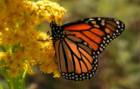 Mariposas monarcas podrían tener brújula magnética