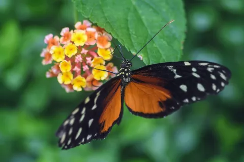 El Smithsonian te invita a conocer más sobre un mamífero alado y a descubrir la variedad y hermosura de la flora y fauna panameña a través de fotografías