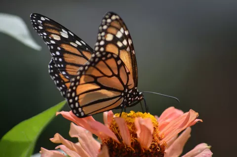 Mariposario Metropolitano alberga 1,600 especies