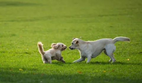 Estrenarán un parque especial para las mascotas  