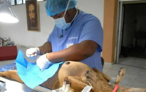 Médicos veterinarios levantan huelga de brazos caídos