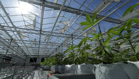 Suprema Corte de México establece jurisprudencia para uso lúdico de marihuana