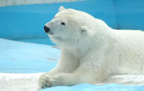 Muere la mediática osa polar Yupik, cuya salud causó polémica en México