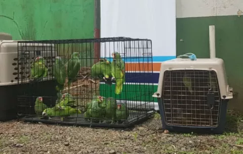 Rescatan a varios animales que se mantenían en una residencia en David