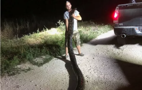 Capturan enorme pitón birmana de 5.3 metros y 55 kilos cerca de Miami, Florida 
