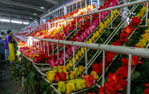 Desde Miami pasarán 89 millones de flores para la fiesta de San Valentín en EE.UU.