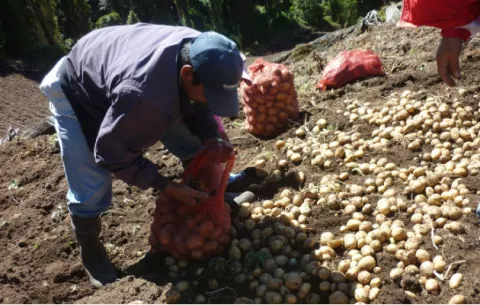 Recorte de $82 millones al presupuesto del Mida preocupa a los productores