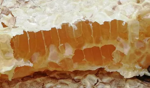 Feria Nacional de la Miel de Abeja será este domingo 14 de julio