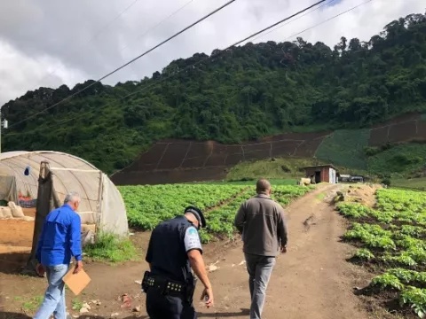 Detectan a siete menores laborando en el distrito de Tierras Altas en Chiriquí