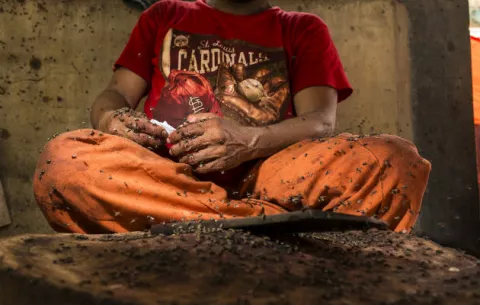 Una plaga de moscas invade a Pakistán