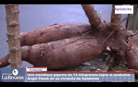Hombre desentierra monstruo-yuca de su patio en Argentina