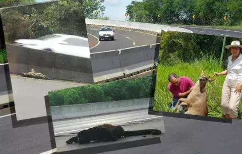 Conservacionistas piden un alto a las carreteras con  'muros de muerte'