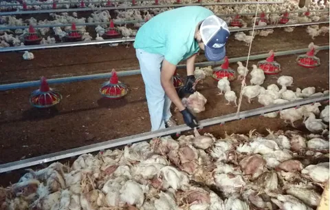 Más de 2,000 pollos mueren por falla de ventilación en finca de La Chorrera 