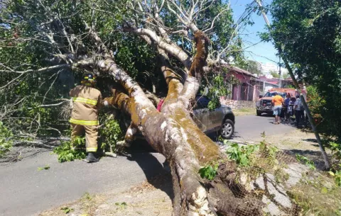  Mujer sale ilesa tras caer un árbol sobre su vehículo en la ciudad de David 