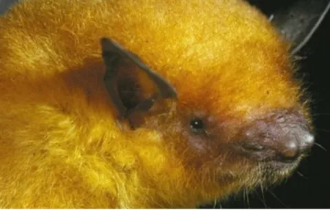 Descubren una nueva especie de murciélago 