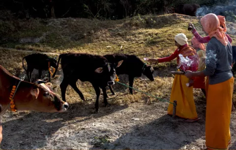 Nepal adora a los perros con guirnaldas y comida en la fiesta hindú de Tihar