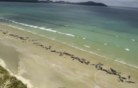 Tristeza tras la pérdida de 145 ballenas piloto en Nueva Zelanda