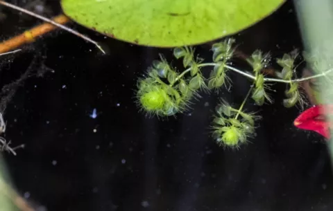 Ante el peligro de extinción, planta invade nuevos territorios 
