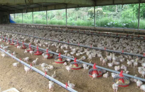 Avicultores denuncian pérdidas de $82 millones por fluctuaciones