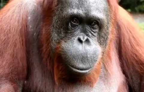 Si los orangutanes hablaran, dirían que...