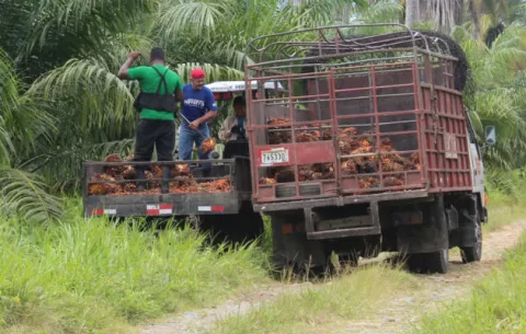 Palmicultores chiricanos solicitan cambios en el método de pago para el corozo