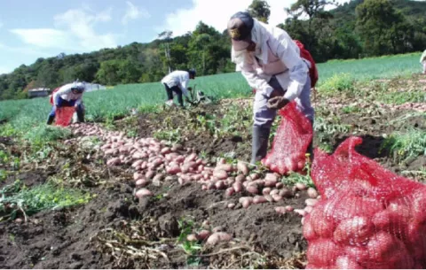 Habrá suficiente producción de papa en el mercado local hasta diciembre  