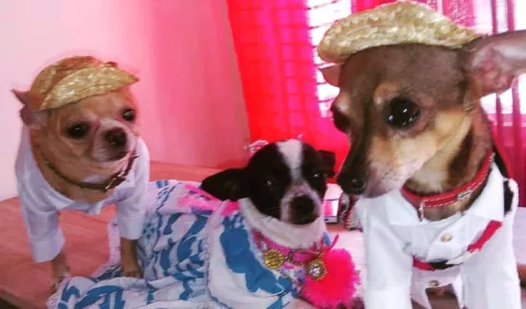 Pasarela de mascotas benéfica, en La Chorrera