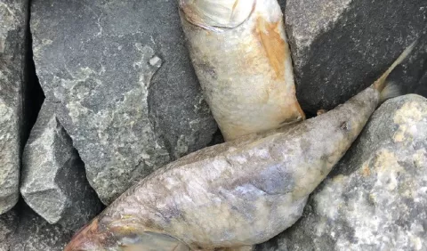 Autoridad de Recursos Acuáticos  hará estudio sobre la causa de mortandad de peces en la bahía