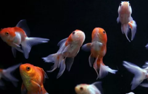 Los peces de aguas con CO2 tienen más probabilidad de morir ante depredadores